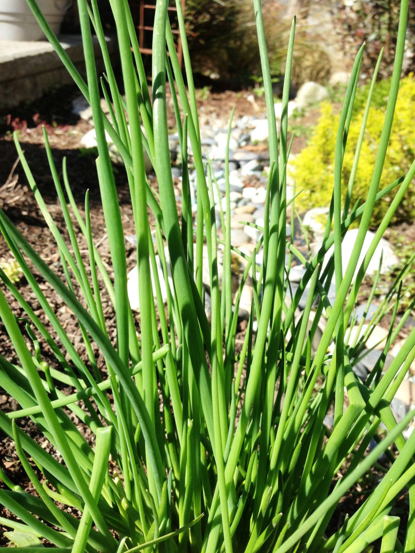 Chives - Onion